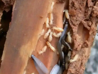 宁国白蚁防治公司分享新房入住防虫攻略，提前布局远离白蚁隐患